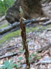 Platanthera chlorantha