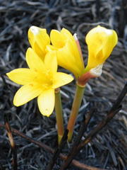 Cyrtanthus breviflorus
