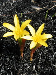 Cyrtanthus breviflorus
