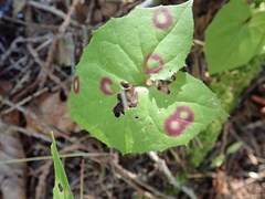 Cystiphora canadensis