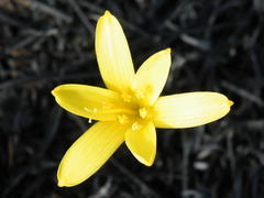 Cyrtanthus breviflorus