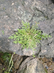 Selaginella pallescens