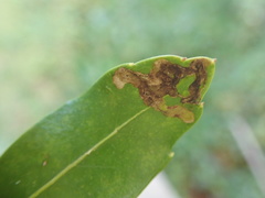 Phytomyza glabricola