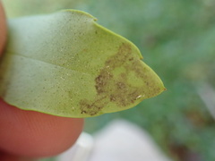 Phytomyza glabricola