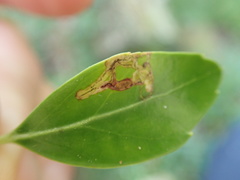 Phytomyza glabricola