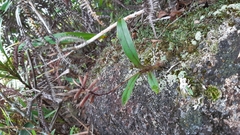 Polystachya concreta