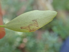 Phytomyza glabricola