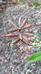 Polystachya concreta