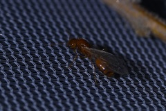 Solenopsis amblychila