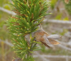 Aspalathus sceptrum-aureum