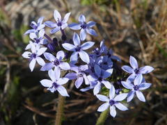 Pentanisia prunelloides prunelloides