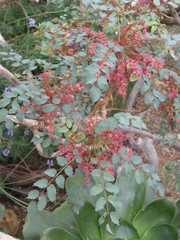 Bencomia