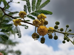 Vachellia
