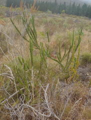 Aspalathus sceptrum-aureum