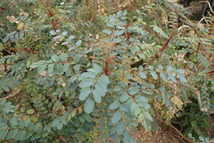 Bencomia
