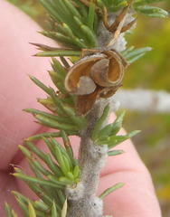 Aspalathus sceptrum-aureum