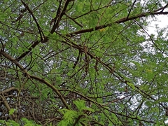 Vachellia