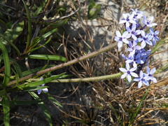Pentanisia prunelloides prunelloides