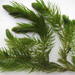 Hornwort - Photo (c) Ricky Taylor, some rights reserved (CC BY-NC), uploaded by Ricky Taylor