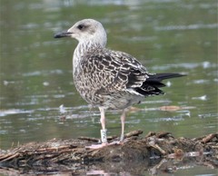 Lesser Black-Backed Gull photo 5