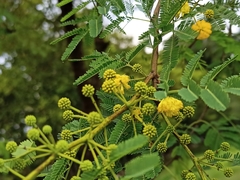 Vachellia