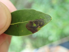 Phytomyza glabricola