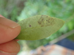 Phytomyza glabricola