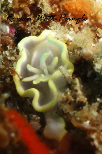 Glossodoris pallida