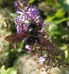 Xylocopa violacea
