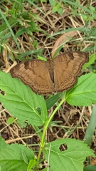 Junonia iphita