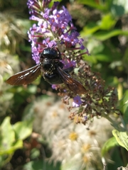 Xylocopa violacea