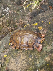 Rhinoclemmys pulcherrima rogerbarbouri