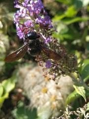 Xylocopa violacea
