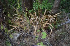 Iris foetidissima