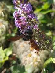 Xylocopa violacea