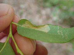 Phyllonorycter diversella