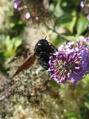 Xylocopa violacea