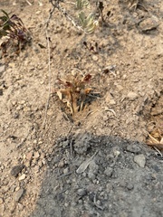 Aphyllon corymbosum corymbosum