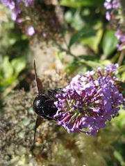 Xylocopa violacea