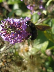 Xylocopa violacea