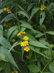 Otopappus tequilanus