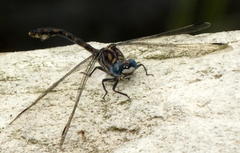 Ceratogomphus triceraticus