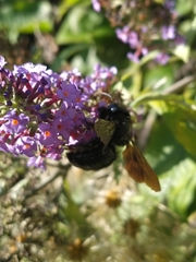 Xylocopa violacea