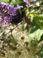 Xylocopa violacea