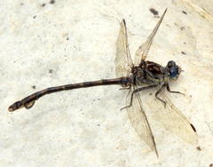 Ceratogomphus triceraticus