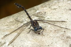 Ceratogomphus triceraticus