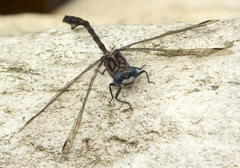 Ceratogomphus triceraticus