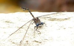 Ceratogomphus triceraticus