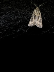 Agrotis vestigialis