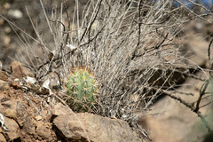 Trichocereus chiloensis chiloensis